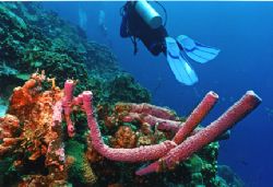 Taken in Bonaire at one of the sites north of the salt pi... by Matthew Shanley 